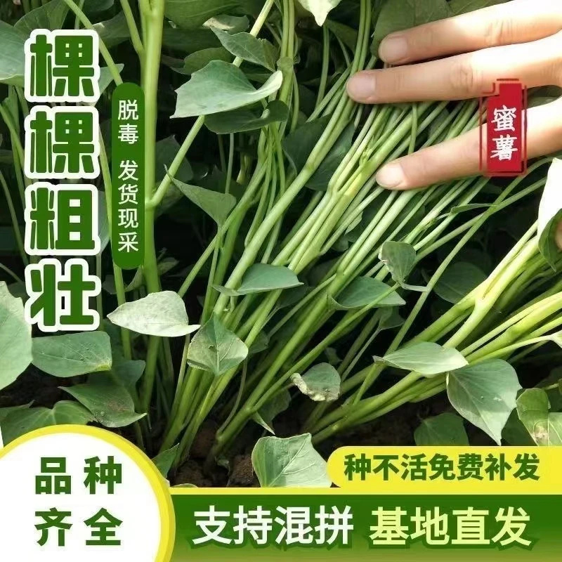 栽种红薯苗地瓜苗番薯秧苗红瑶人参薯紫薯玛莎利哈蜜全国通用