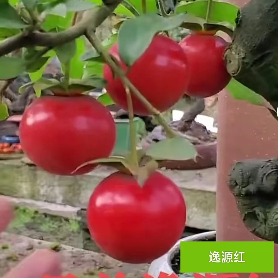 全艺花卉盆栽绿植盆景盆景植物i金弹子盆景金弹子舍利子正宗精品