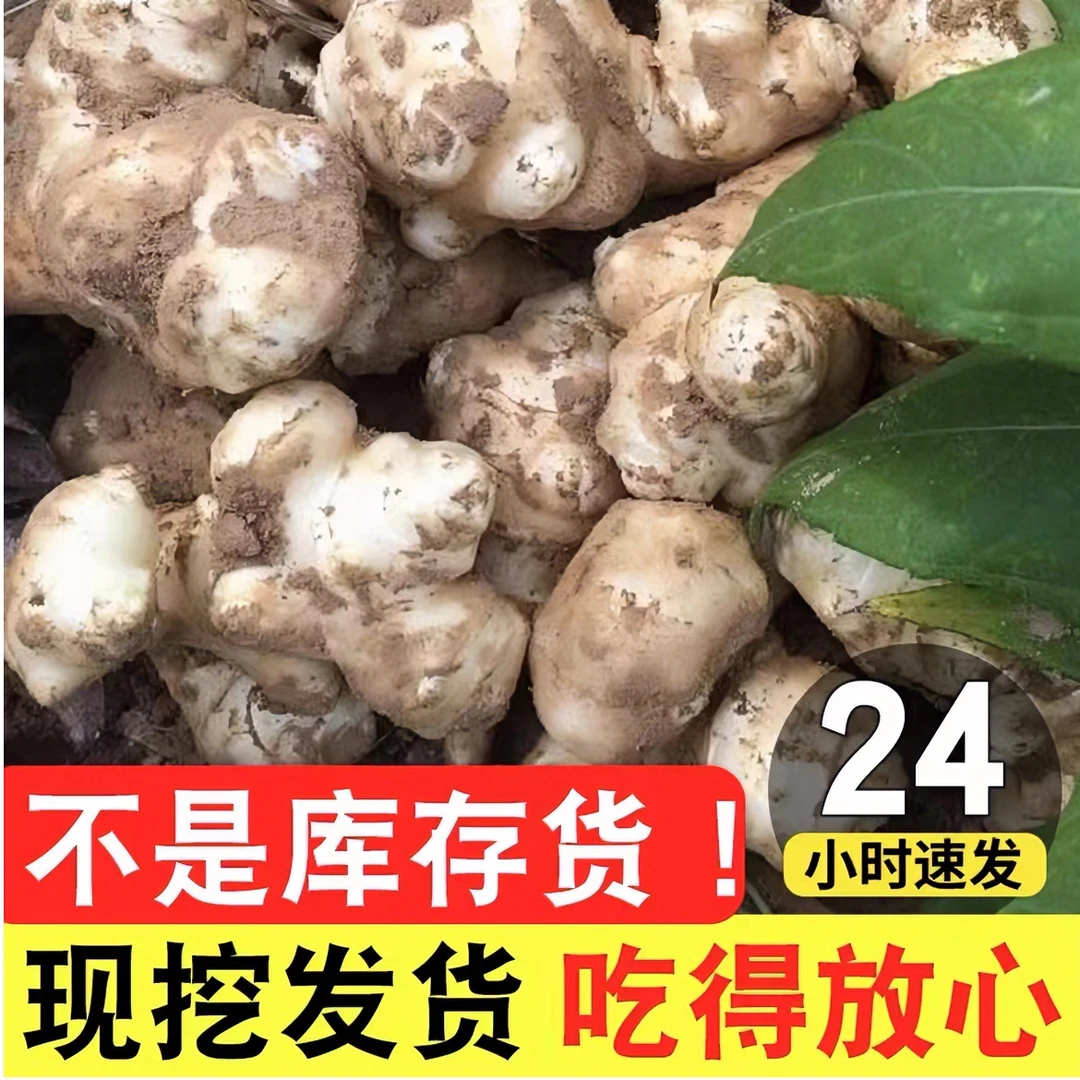 2025年洋姜新鲜先挖5斤菊芋不辣野生鬼子姜好吃又脆腌菜包菜酱