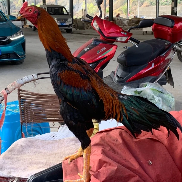 斗鸡火烧毛虎毛光脖盖沙