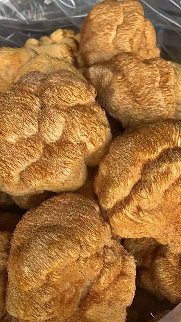 农家自然晾晒大猴头菇