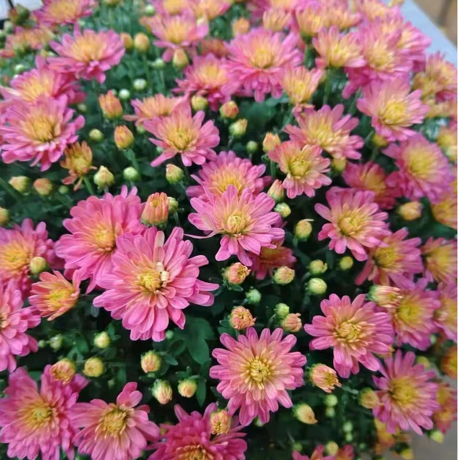 【彩虹】大球菊 耐高温耐寒多年生多年养盆栽地栽可扦插