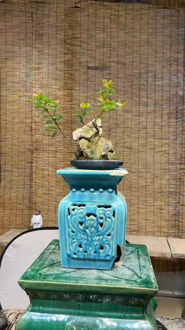 【闪购商品】春花盆景