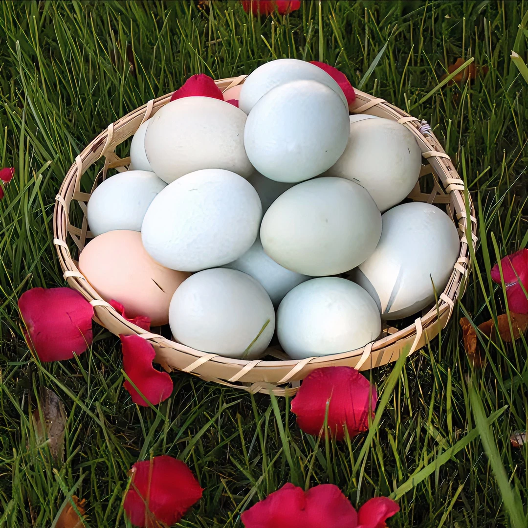 绿壳蛋乌鸡蛋40枚新鲜食用农家去壳农产品包装农村