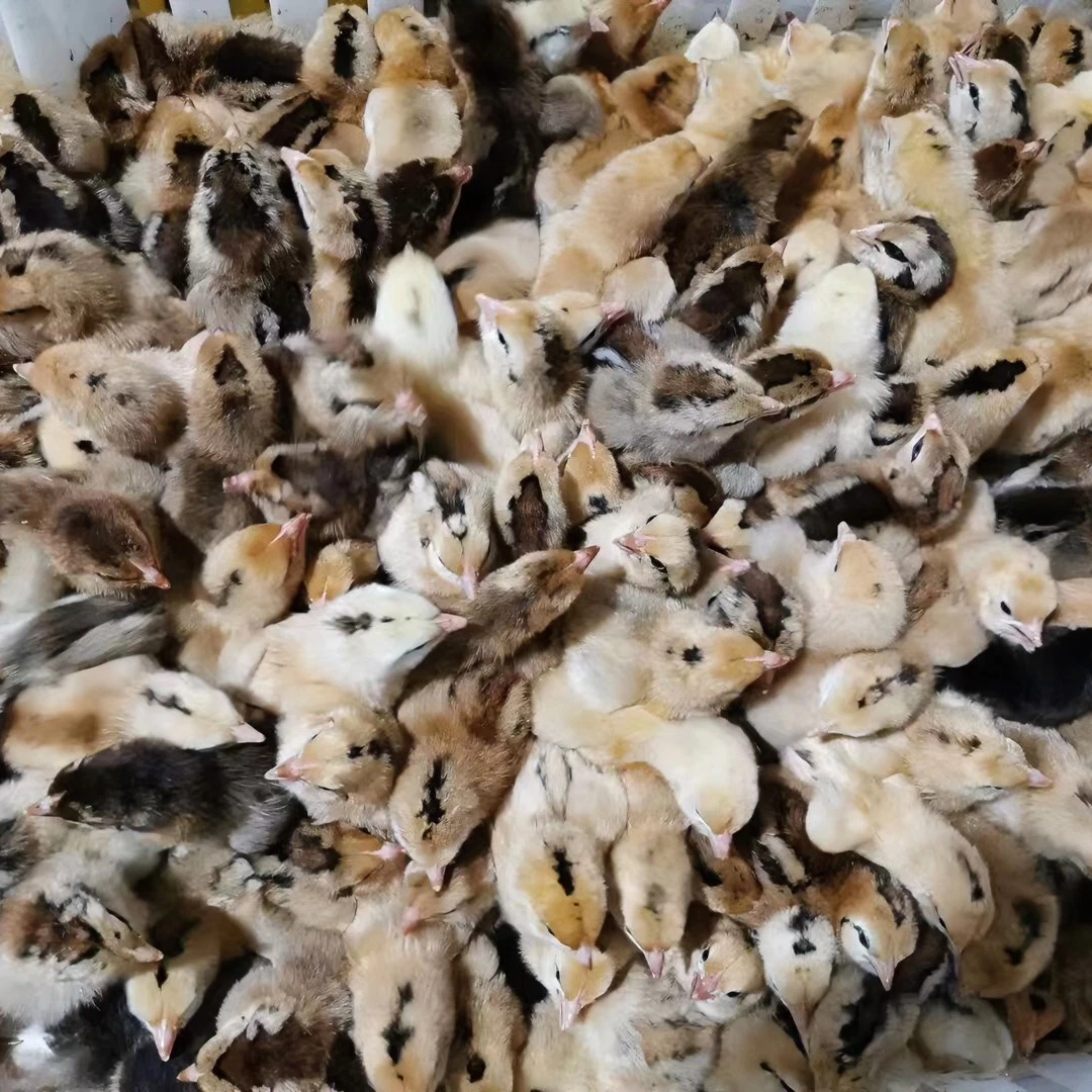 青椒土鸡青椒麻鸡三黄鸡红玉大公鸡高产绿壳蛋鸡闻上芦花鸡白羽鸡