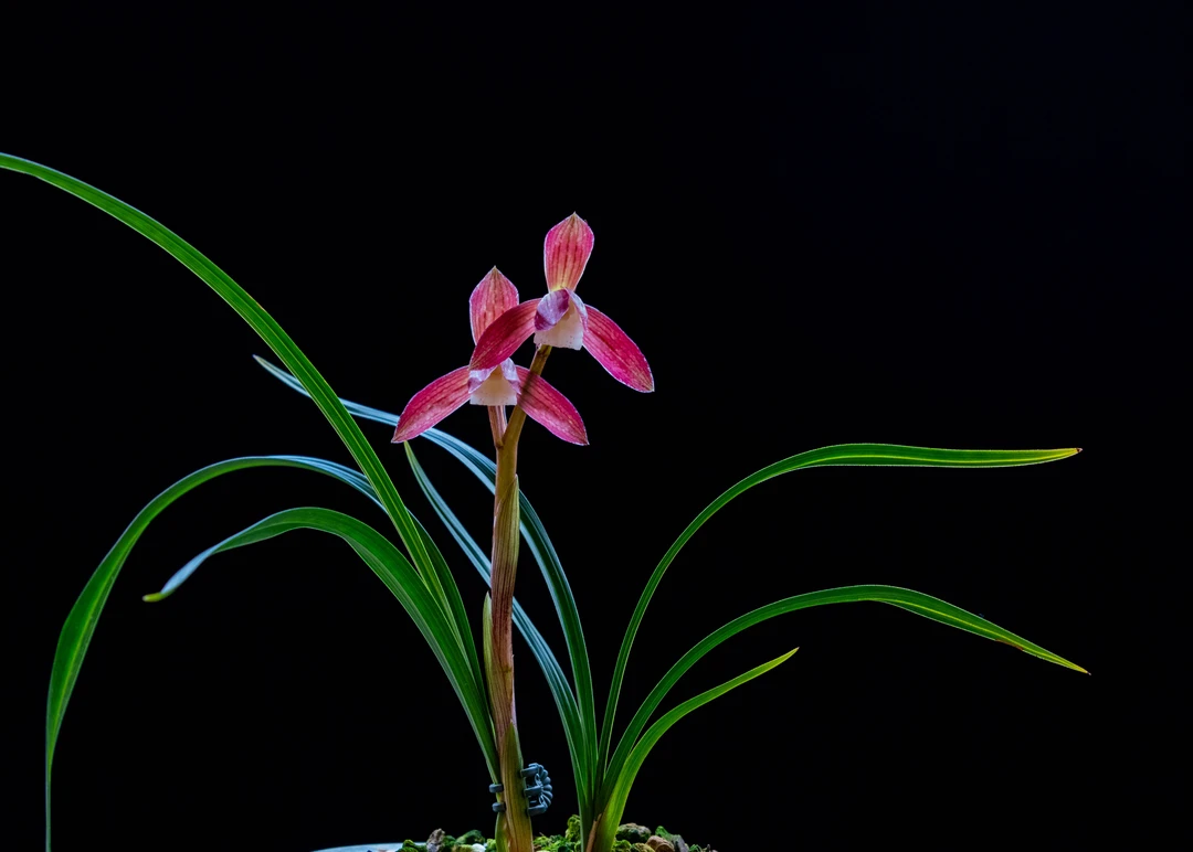 春兰植康·花保姆大唐宫粉兰花鲜花消毒杀菌，走根促芽花卉盆栽