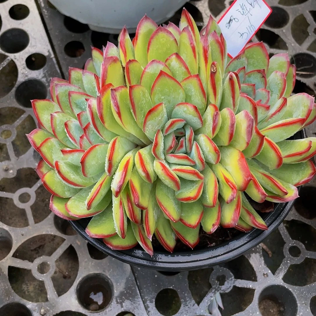 海*雪夜多肉植物群