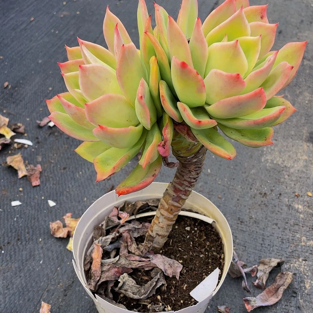 苹*桥依多肉植物老桩