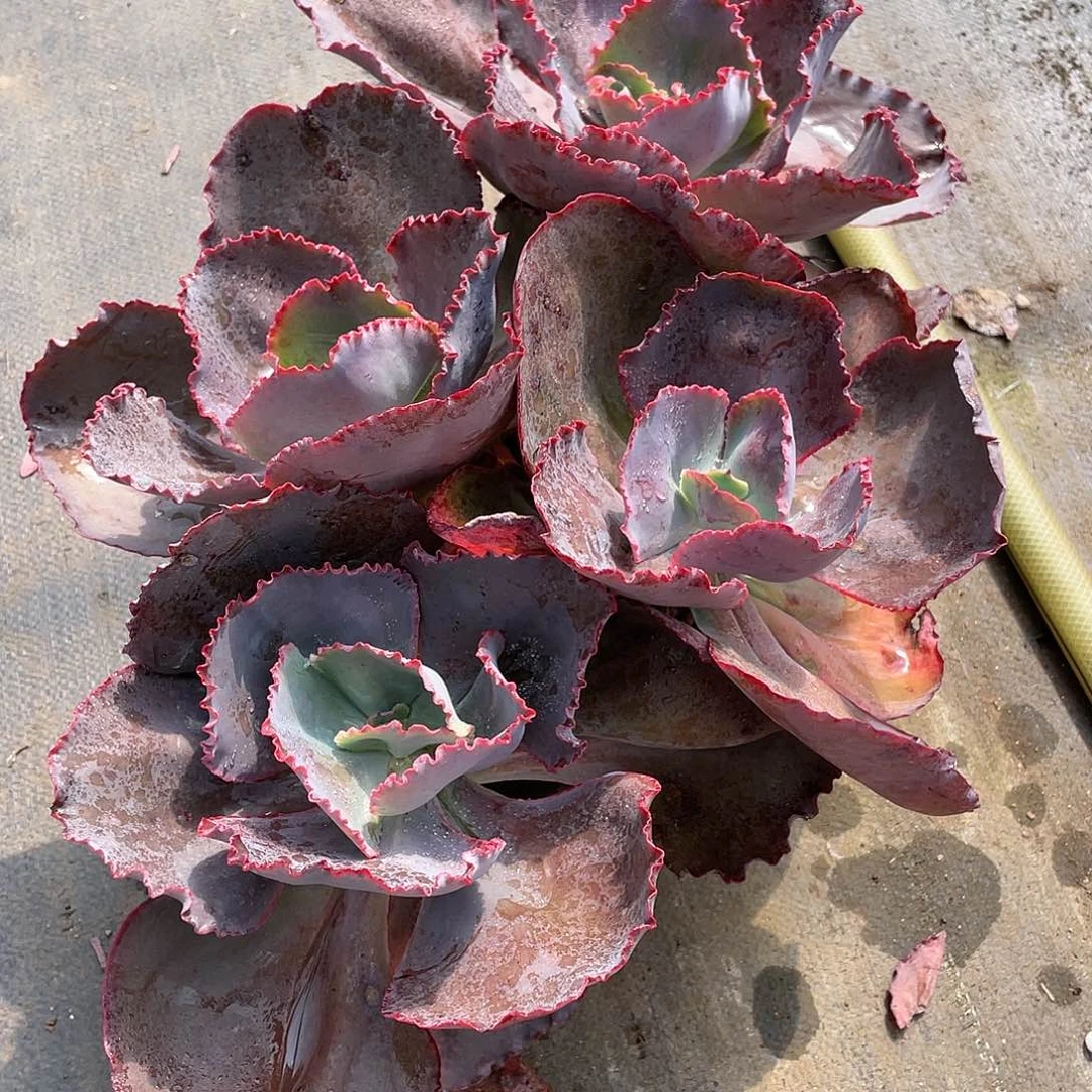 ?***菊蓝色妖姬多肉植物