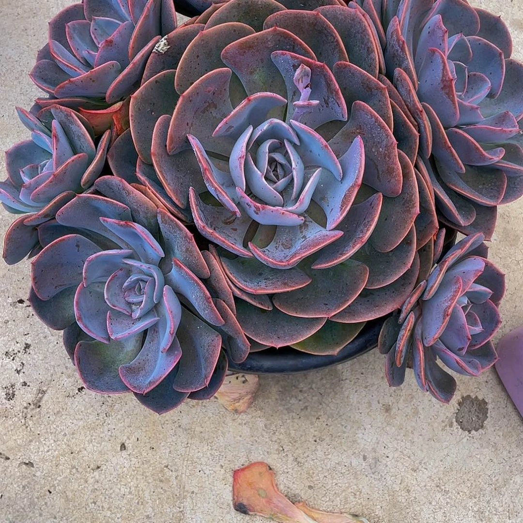 周*尘埃玫瑰多肉植物大