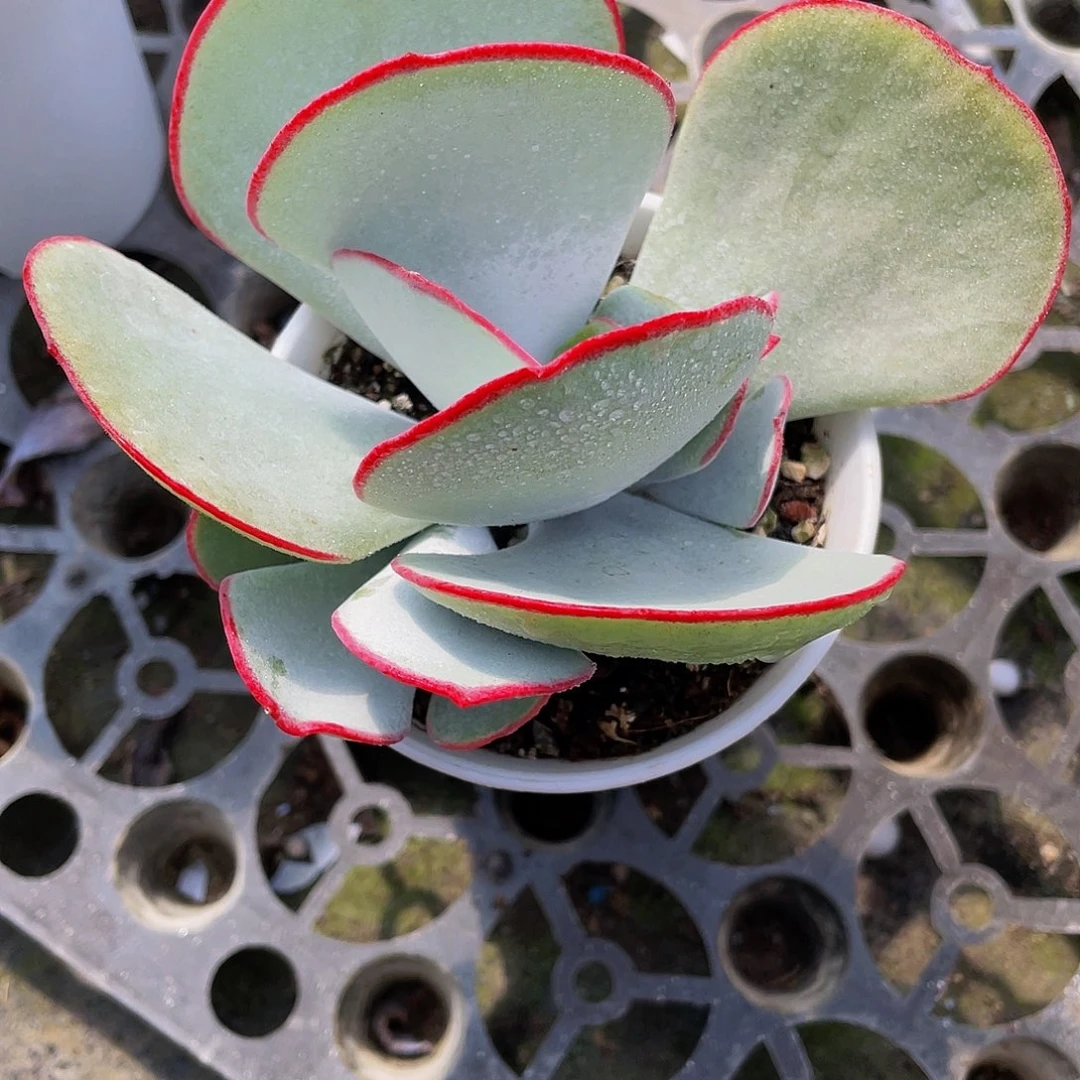 甜*白眉多肉植物小