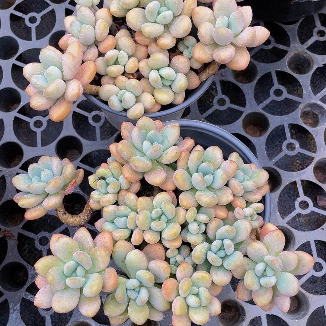 小****6洛神多肉植物2颗