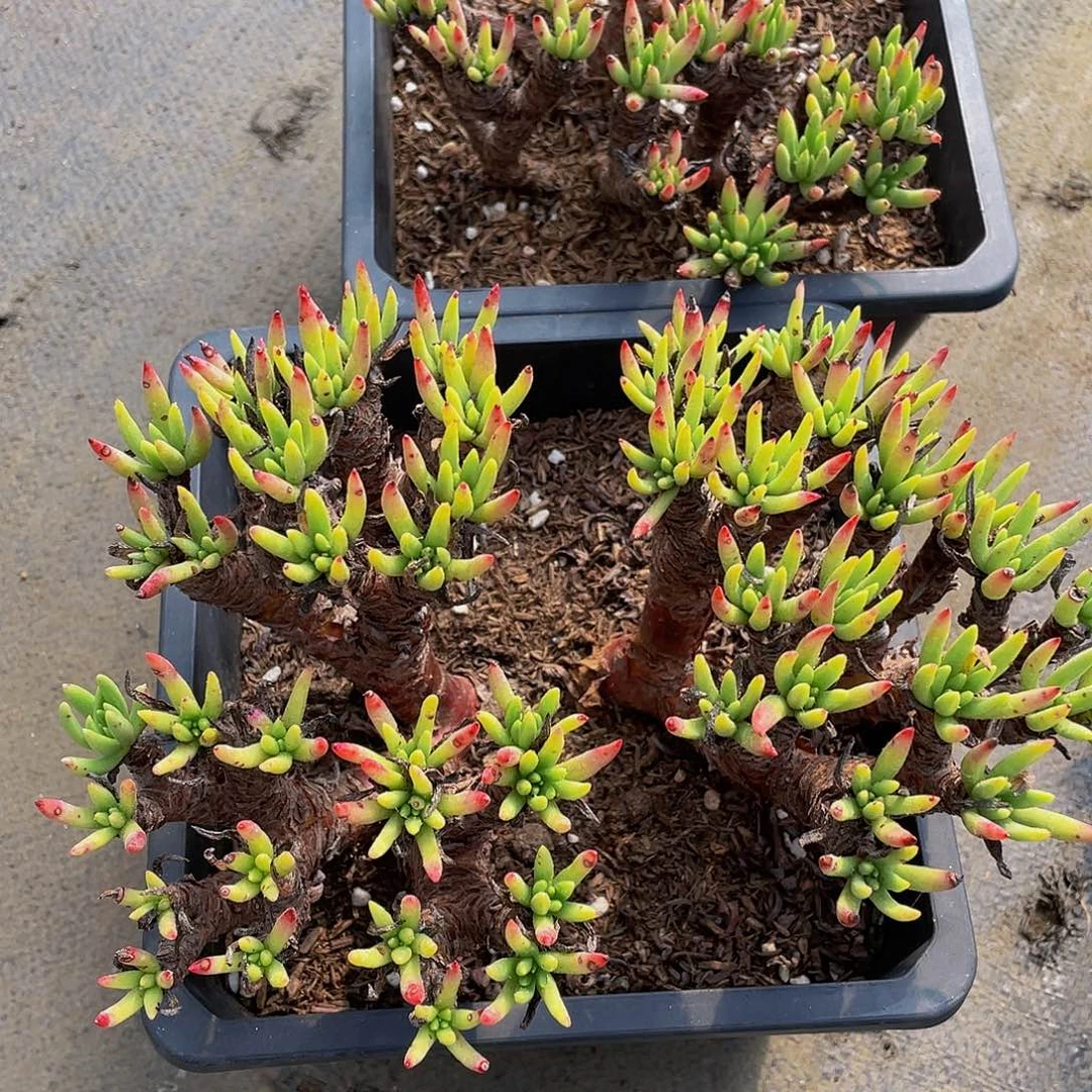 幸**人无名多肉植物2颗