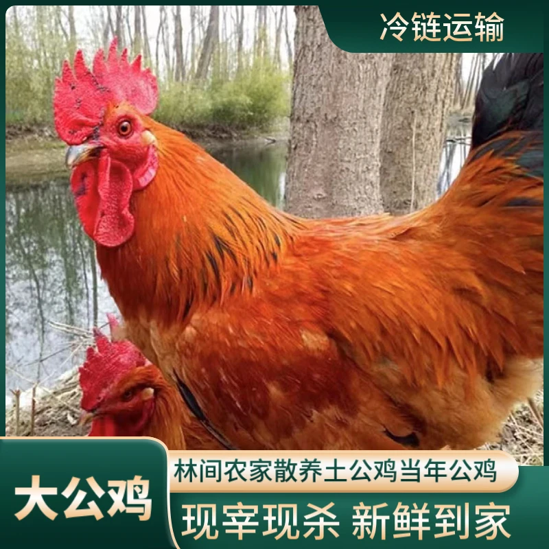 【阳光农人专属】农家散养大公鸡 两只毛重8斤多净重5.4斤左右
