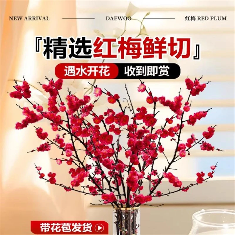 红梅水培鲜枝干枝带花苞鲜花卉E植物室内水养桃花支腊梅花盆家里