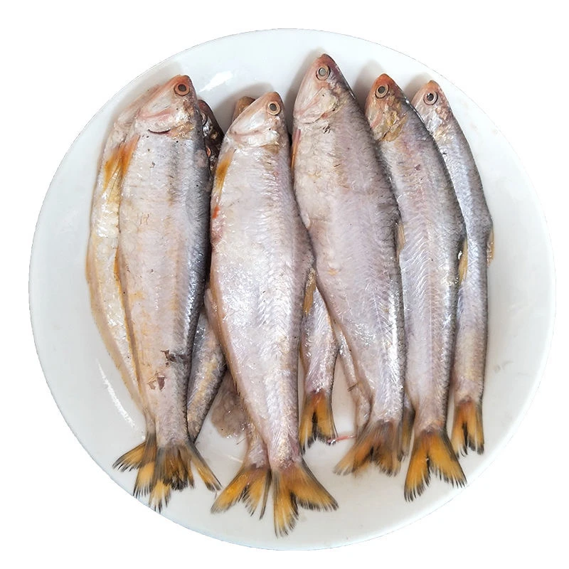 连云港  黄鲫鱼5斤  游扣新鲜食用