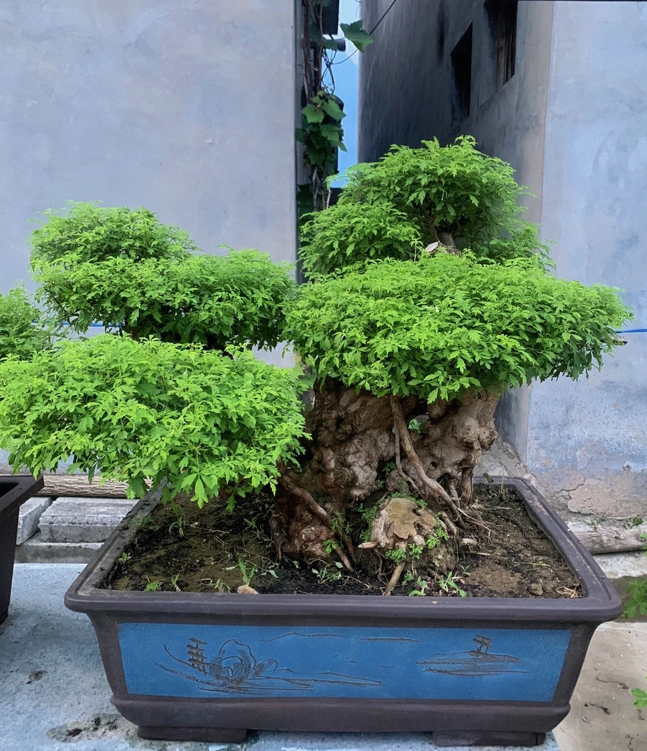 黄荆老桩，盆景盆栽