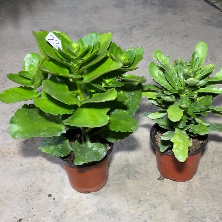 四***红233长寿花一代2棵