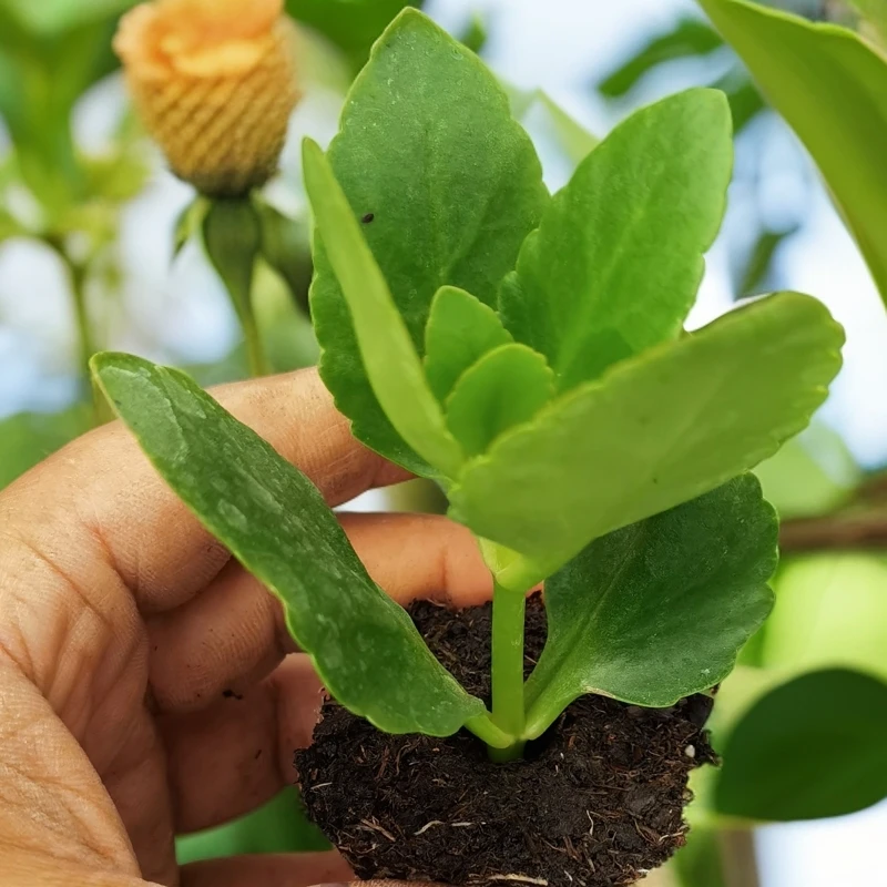 穴盘苗/15个品种/花园植物