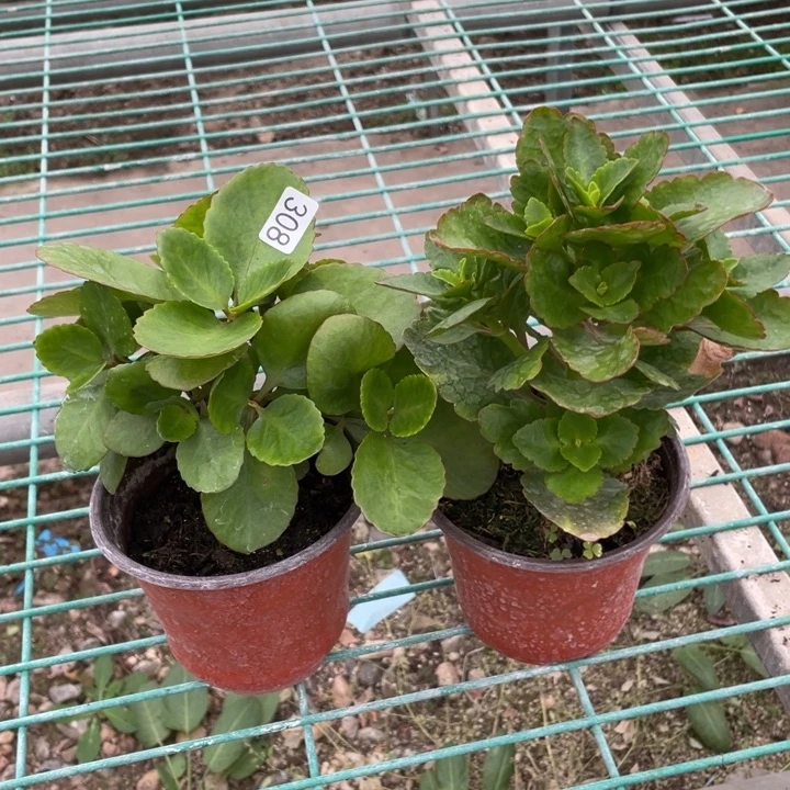 心**成308长寿花2盆