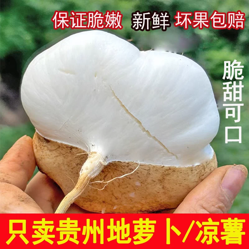 [贵州地萝卜]新鲜凉薯地瓜白瓜土瓜山地豆薯番薯沙葛切片打火锅