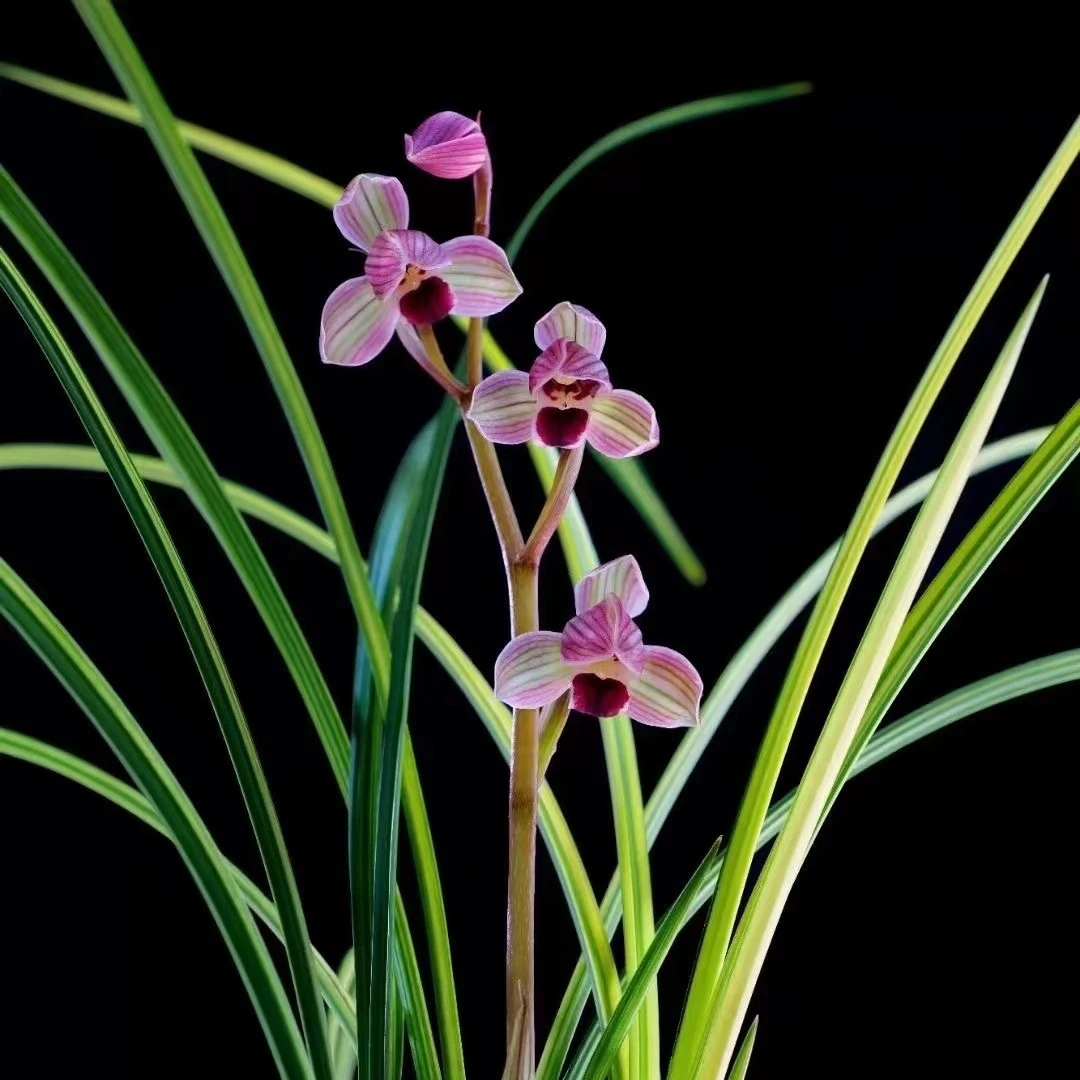 众腾兰花直播间一物一拍