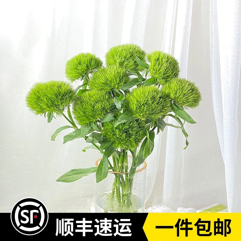 新鲜绿毛球婚礼宴会手捧花配花家庭办公室水养花卉云南直发