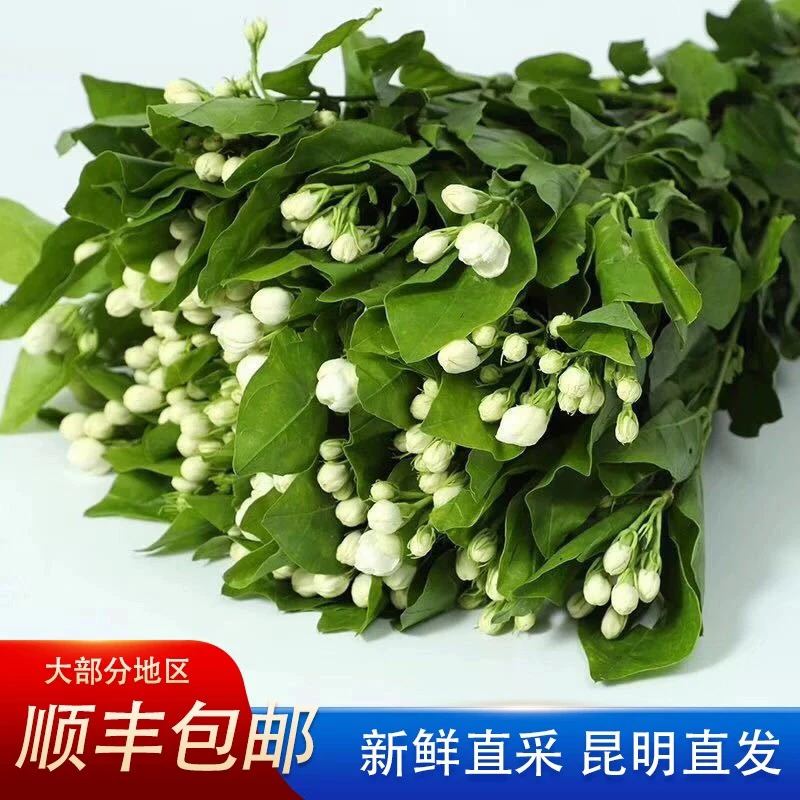 茉莉花云南直发花期长室内水培绿植插花花束