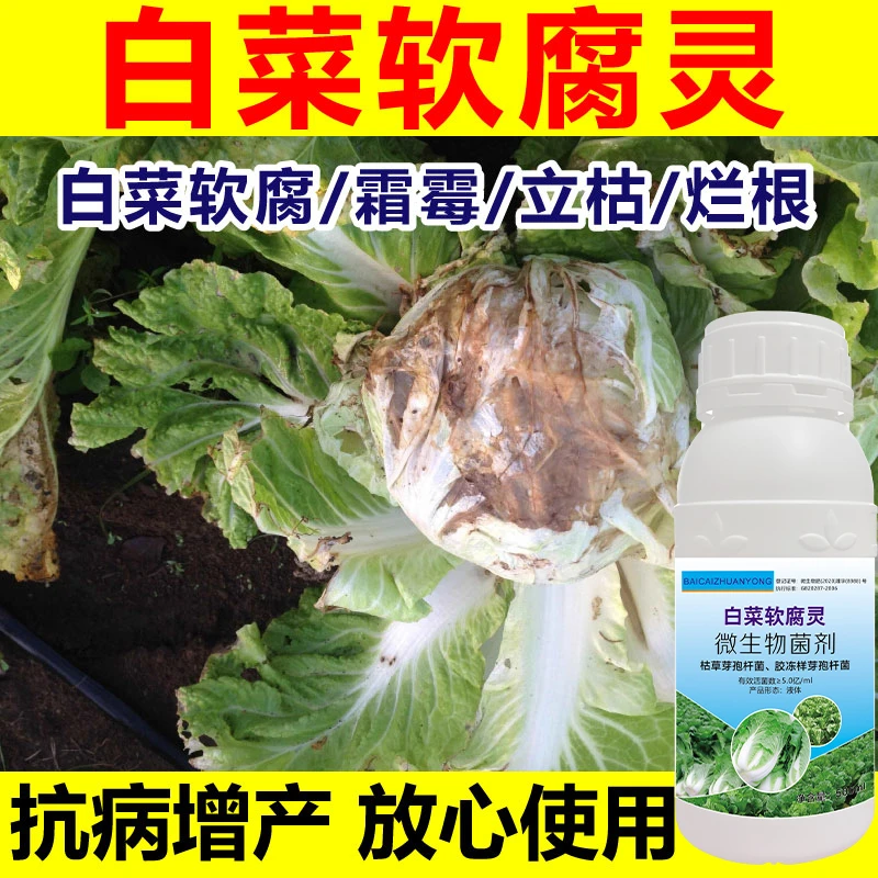 白菜病害专用通用白菜防腐防烂大白菜烂根黄叶腐烂软腐灰霉软腐灵