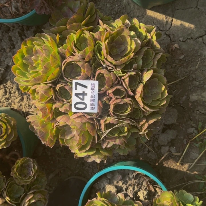 万圣节花29-42不包邮