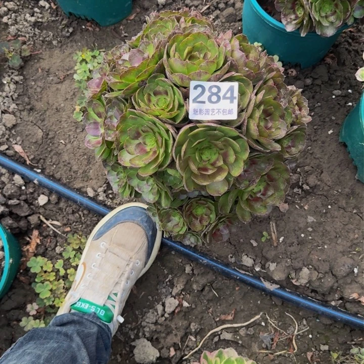 黑魔花27-10不包邮