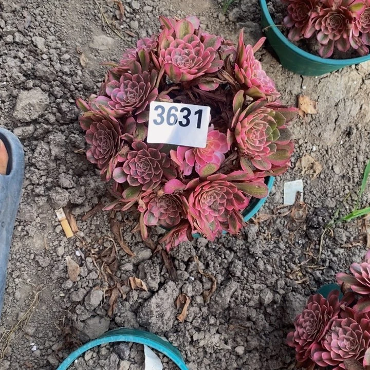 白月光花27-10不包邮