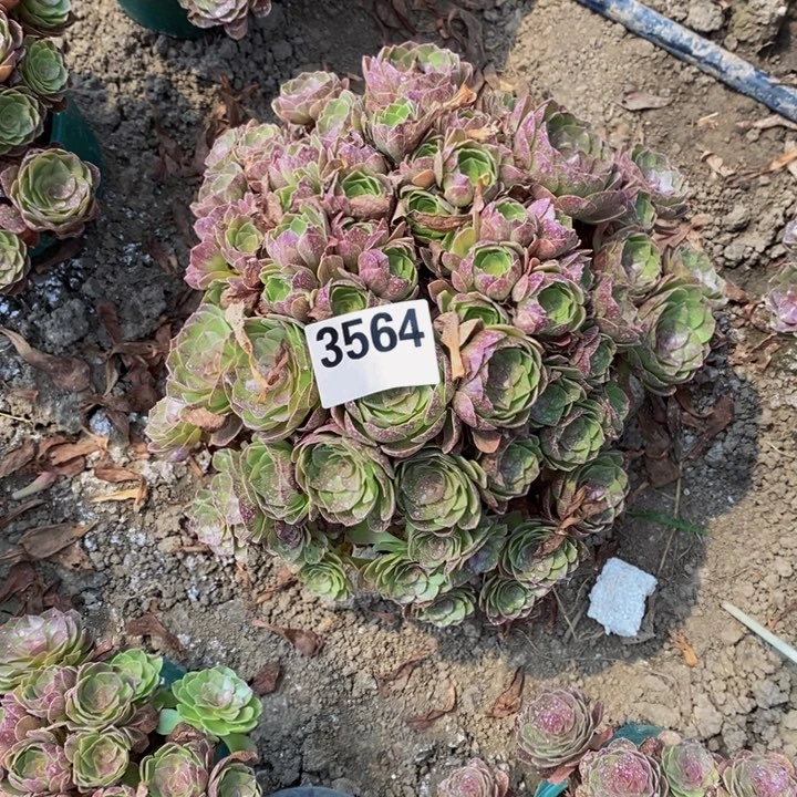 黑膜花25-18不包邮