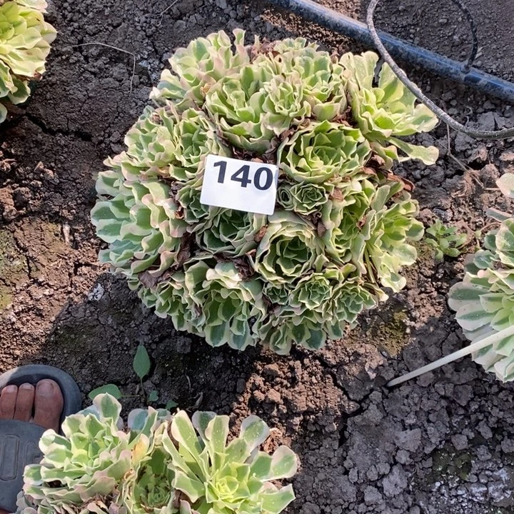 白风花25-36不包邮