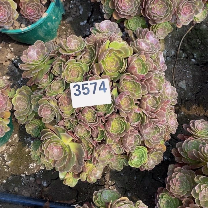 黑膜花25-22不包邮