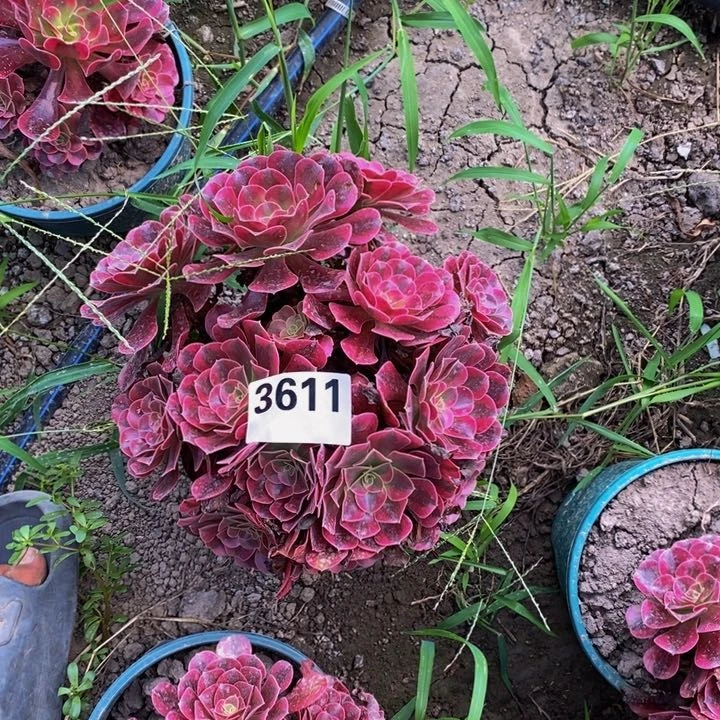 美杜莎花29-42不包邮