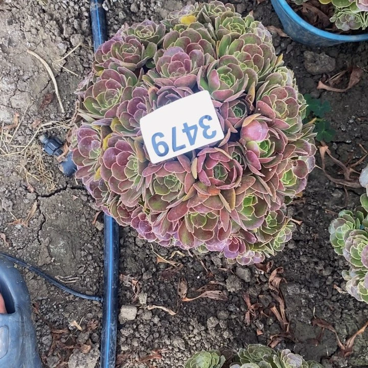 荷兰玫瑰花27-3不包邮