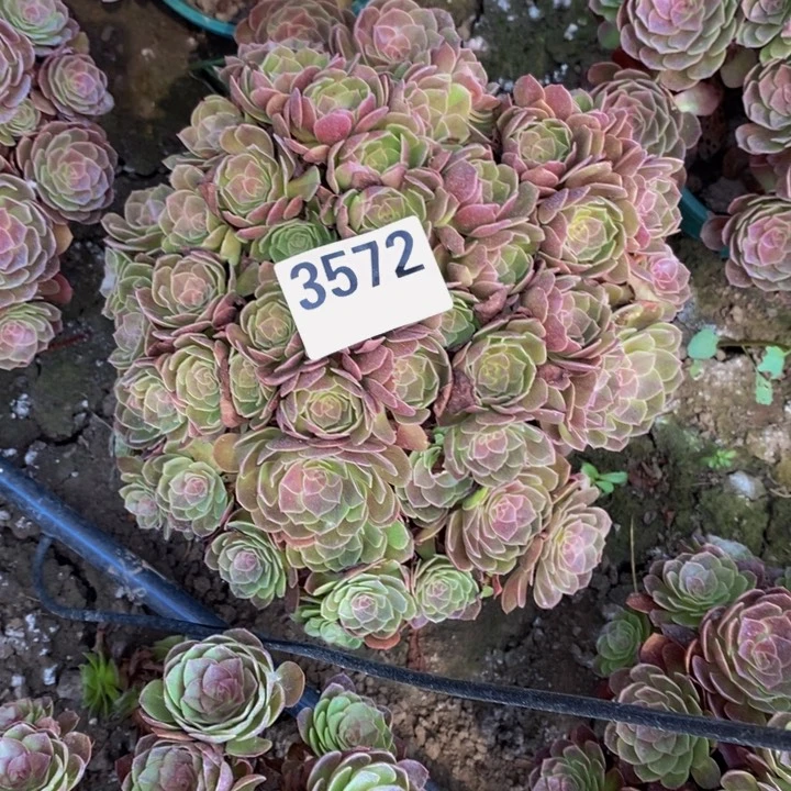 黑膜花25-22不包邮