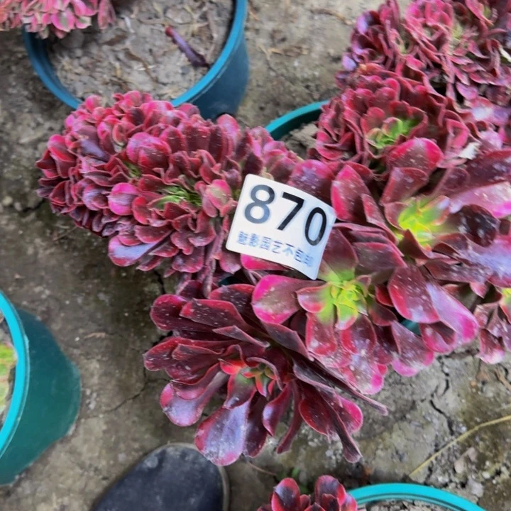 美杜莎花29-35不包邮