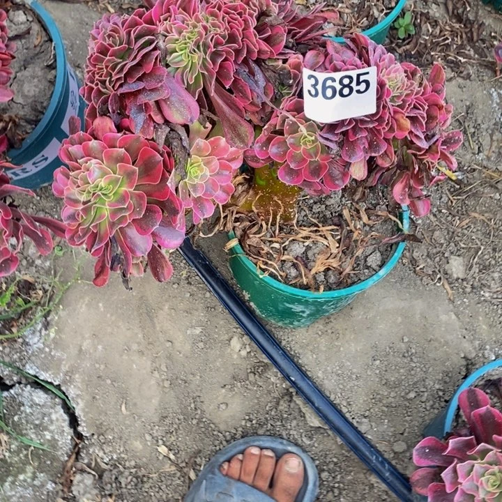 美杜莎花29-38不包邮