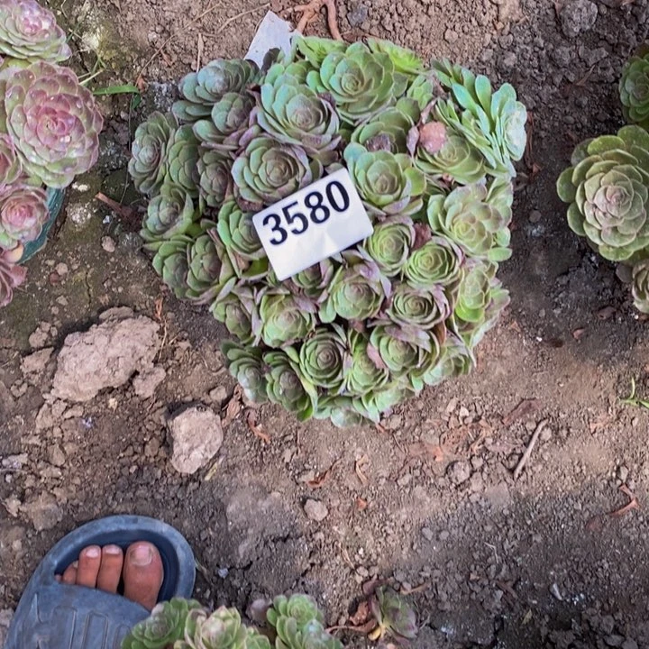 黑膜花25-21不包邮