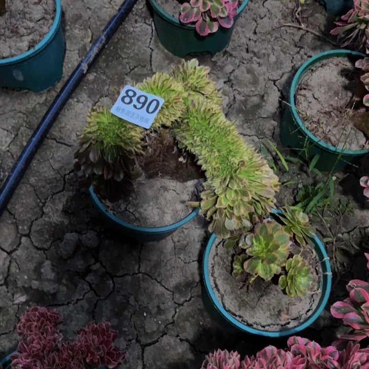 ＆**?粉黛花29-41不包邮