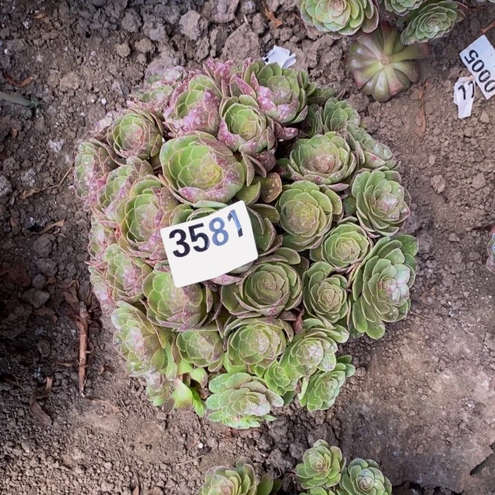 黑膜花25-20不包邮