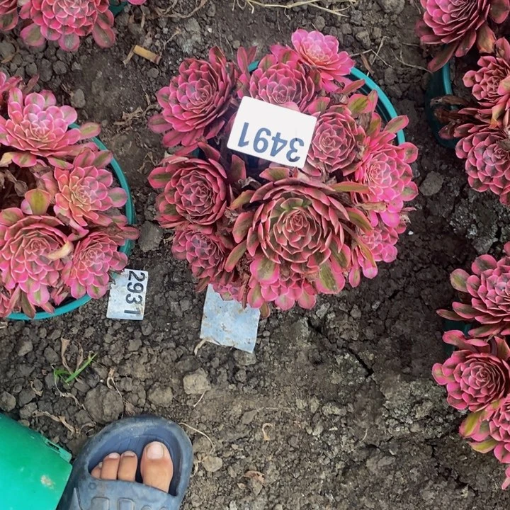 白月光花27-8不包邮