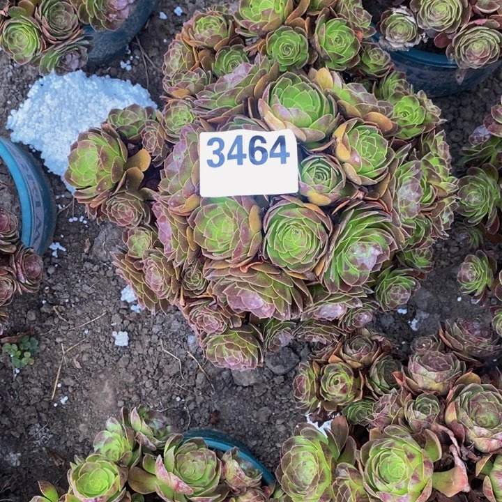 黑膜花27-9不包邮