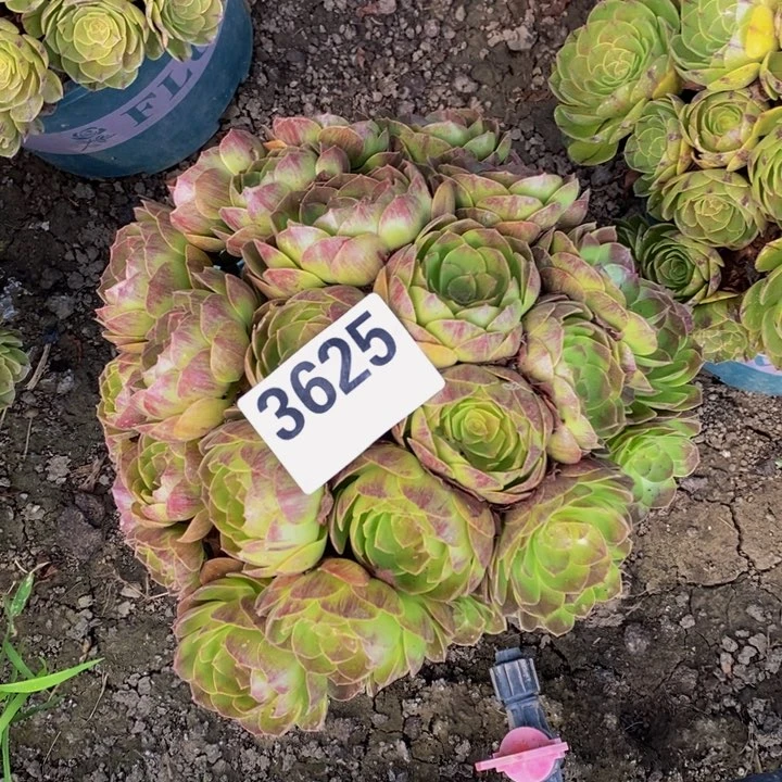 黑膜花29-40不包邮