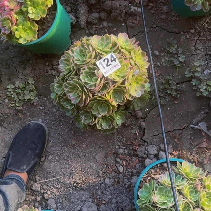 海王花27-14不包邮