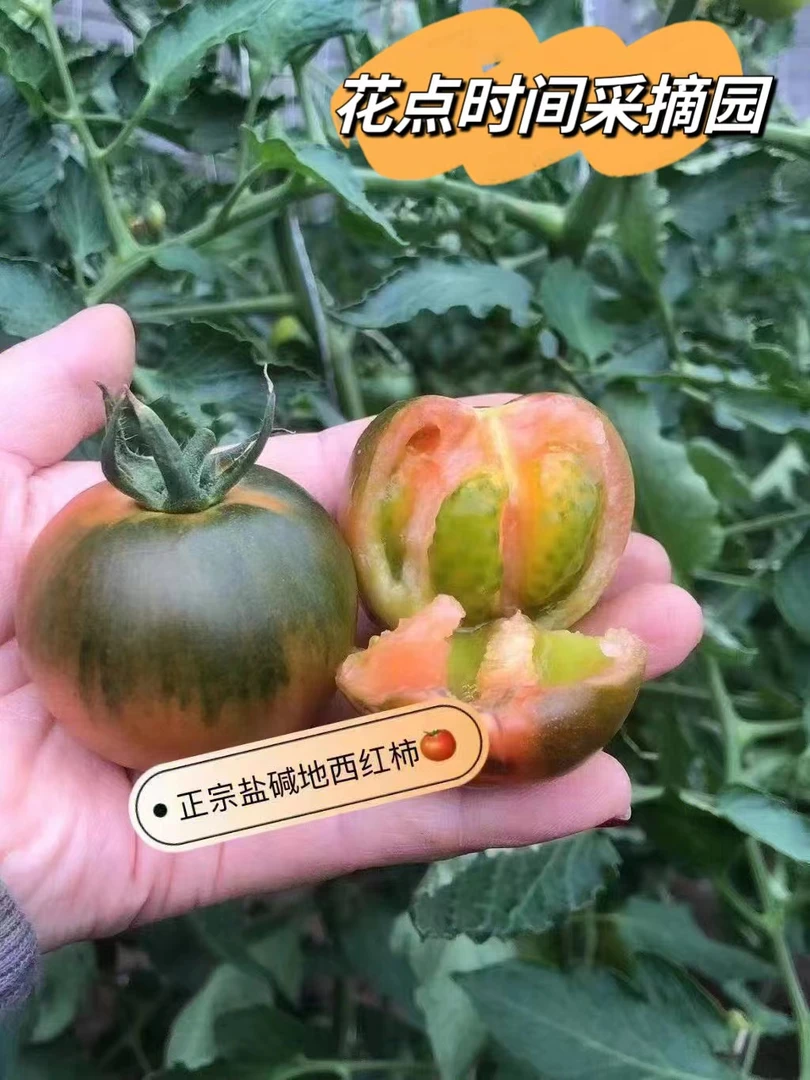 [精品中果]五斤盘锦碱地柿子，铁皮草莓水果西红柿自然成熟番茄