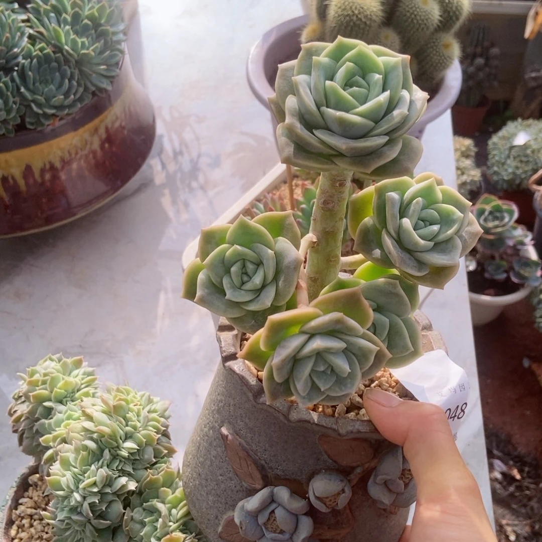 可爱玫瑰群生多头无砍0048