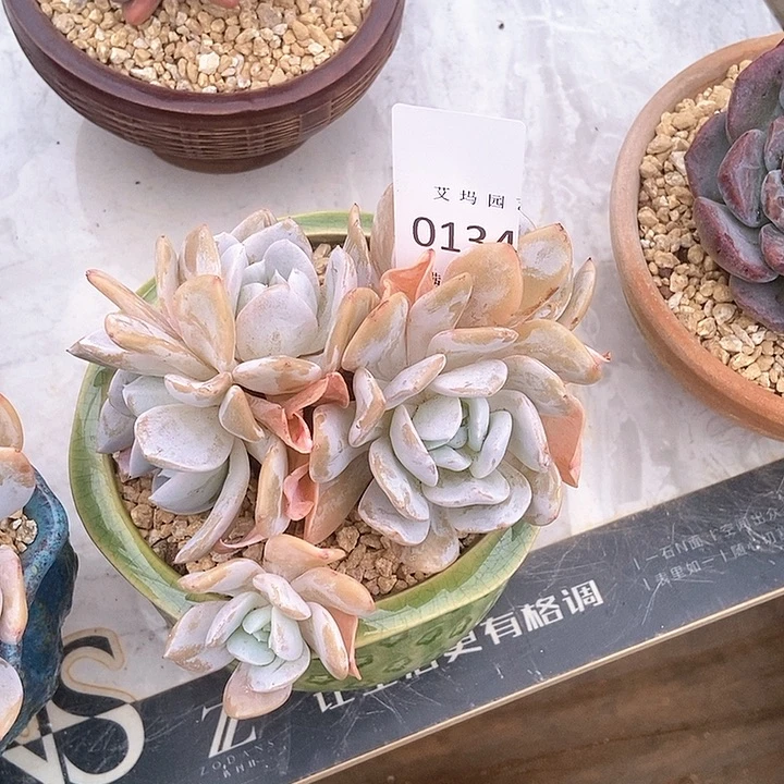 雪特群生无砍0134多肉